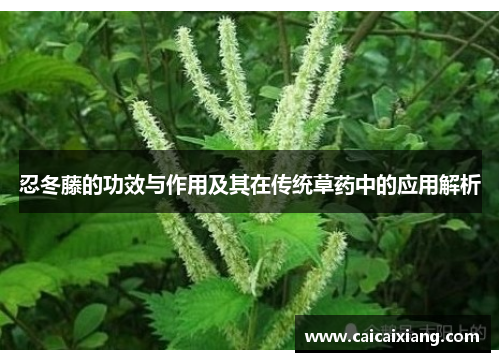 忍冬藤的功效与作用及其在传统草药中的应用解析 忍冬藤的功效与作用及其在传统草药中的应用解析